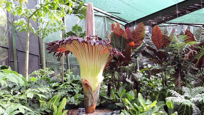 Corpse flower in bloom in Cairns, Australia in 2018