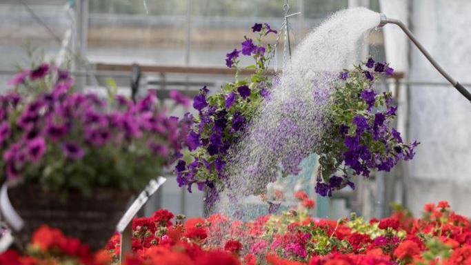 Red, pink and purple bedding plants are seen being watered.