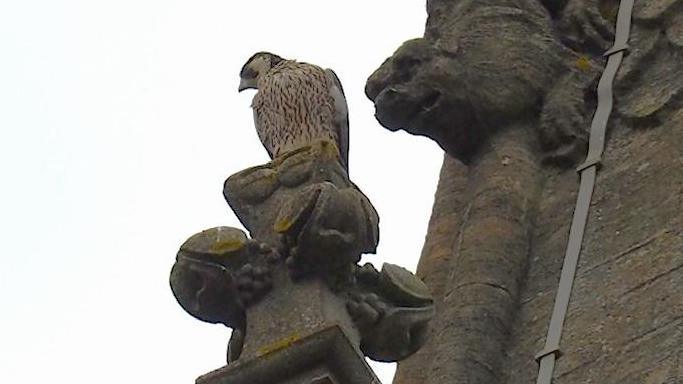 A photograph taken looking up at a young peregrine perched on a stone carving on a building