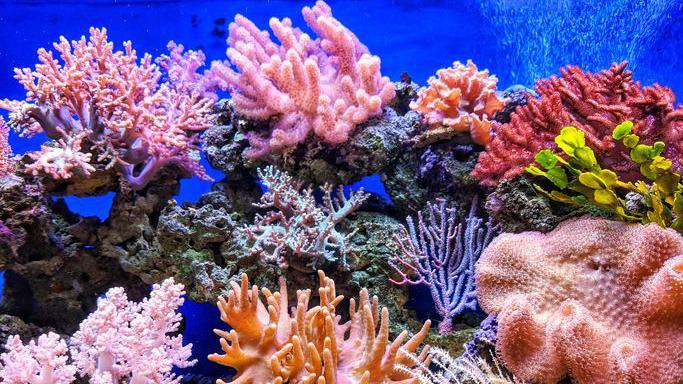 Colourful coral reef
