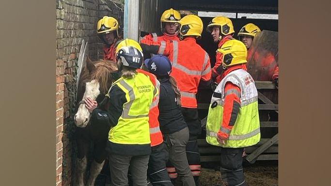 Fire officers in orange and yellow clothing wearing hard hats attempt to remove a horse from a tight gap between a barn and a wall.