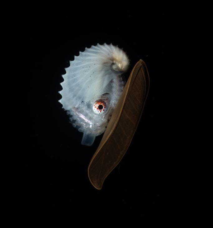 a paper nautilus on a leaf