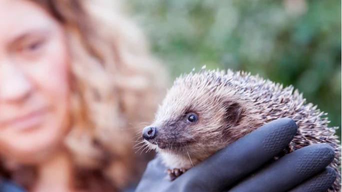 Emma Farley holding a hedgehog