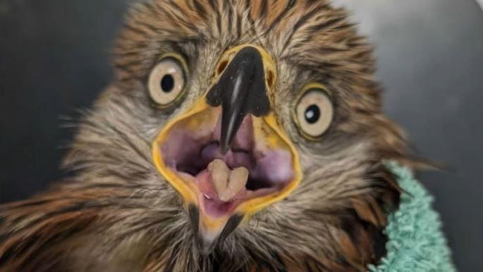 A Red Kite facing directly at the camera with its beak wide open with its pointed tongue sticking out. You can see it is wrapped in green towelling. 