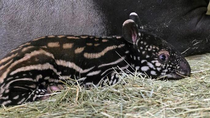 Close-up of the baby tapir.