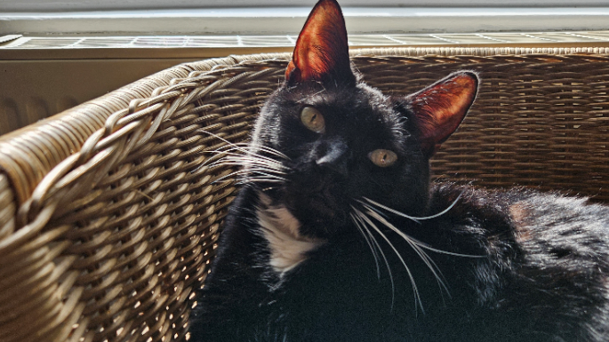 Henry the black cat looks into the camera with his fur grown back. 