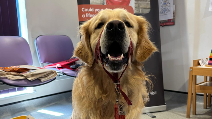 The picture shows a golden retriever sitting in a waiting room. Purple chairs are in the background.