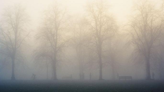 Fog partially blocks the view of some trees and benches.