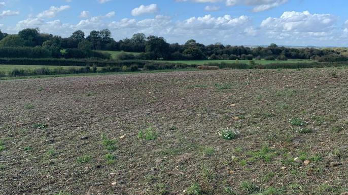 Picture of a barren field which should be full of big orange pumpkins