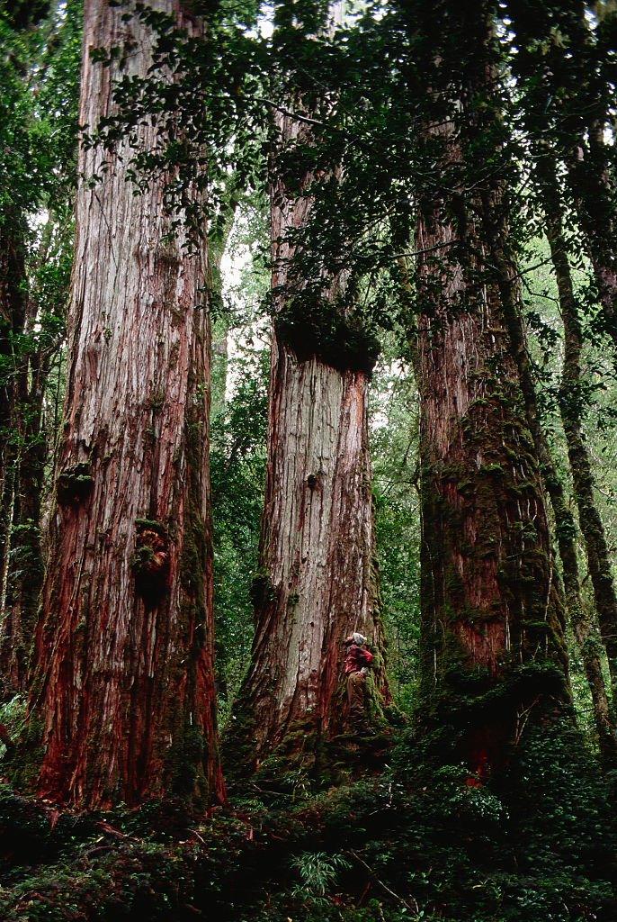 Giant-alerce-trees.