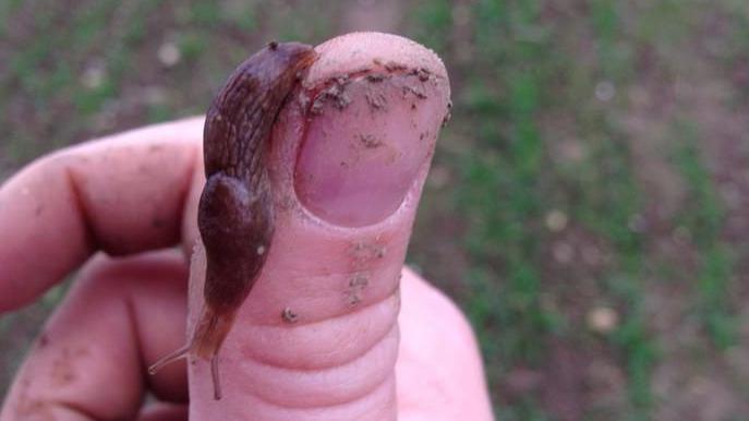There is a person's thumb with a slug going down of it. The thumb has three wrinkles and has dirt on the fingernail. The slug is brown and sliding down the thumb, with the head looking down.