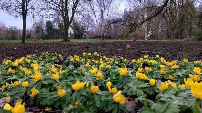 A big group of yellow flowers are dotted around the bottom of the picture, The top of the picture shows a park, with lots of trees and a bench. 