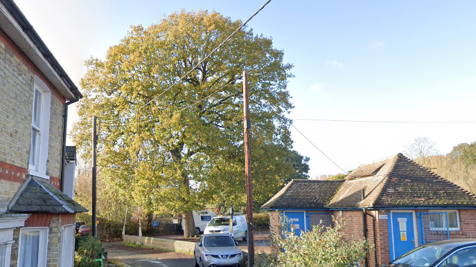 The tree pictured in summer, covered in green leaves. It is taller than adjacent houses and a small building next to it, which has blue doors. There is a van parked beneath the tree.