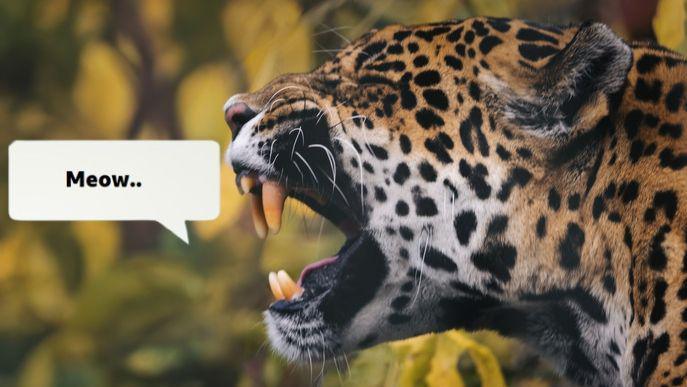 Jaguar roaring, with the word "meow" written in a speech bubble next to it.