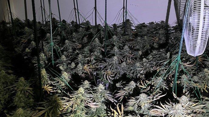 An indoor setup with many cannabis plants growing under artificial lights and a ventilation fan.