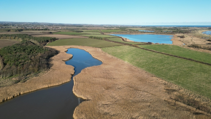 Reed beds at East Chevington