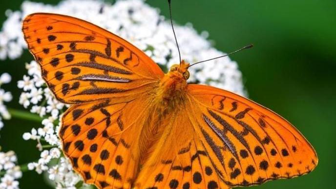 A silver-washed fritillary - a bright orange butterfly with delicate brown stripes and dark spots. It has an orange body and sits on a white flower. 