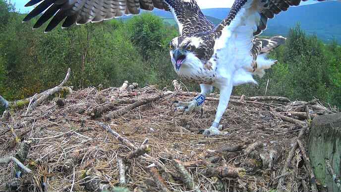 A young osprey chick landing on its nest. It's wings are outstretched and its talons are unfurled as it lands on the twigs. It's wings are brown on top and white underneath. A ring tag is on it's right leg.