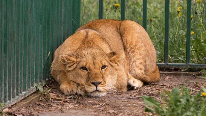 Lioness Vanda 