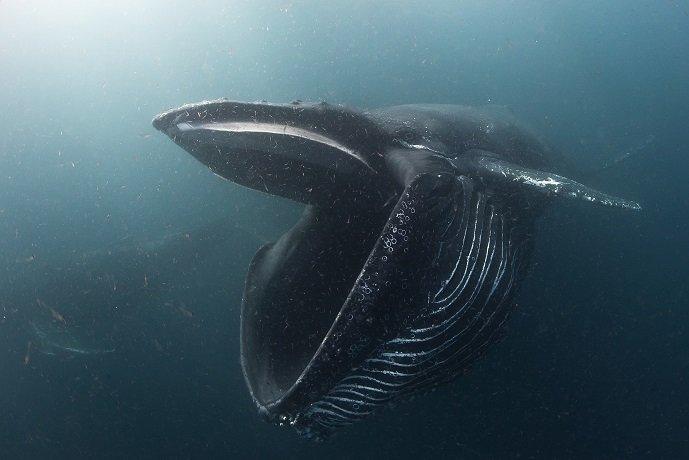 humpback whales