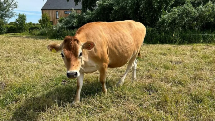 Cow 