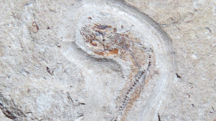 Another Jurassic fish fossil at Museum in the Park 