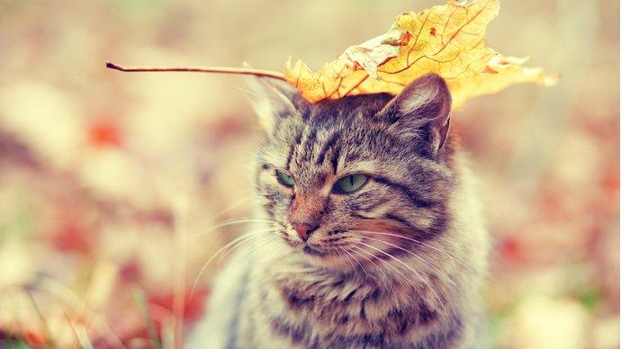 Cat in autumn