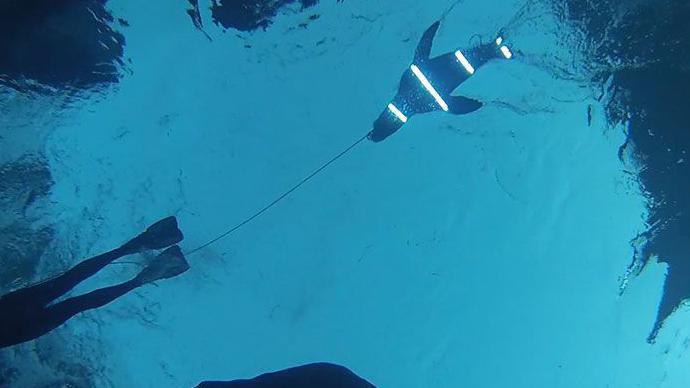 View taken from undersea showing LED lights attached to wooden seal-shaped decoy used in the study 