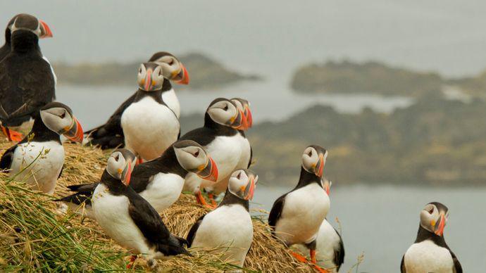Puffins having a meeting on a hill.