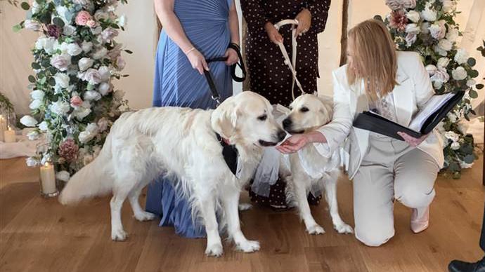two golden retrievers in wedding outfits at a wedding ceremony.