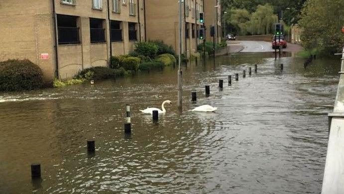 Two swans on a flooded road by a block of flats