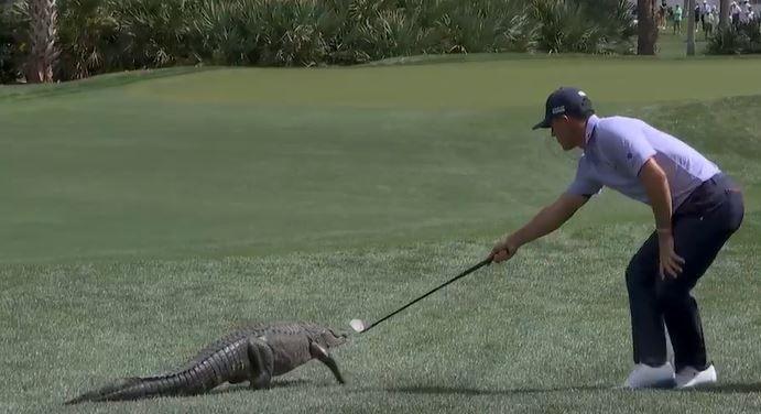 Billy Horschel holds out his golf club in the direction of an alligator on a golf course