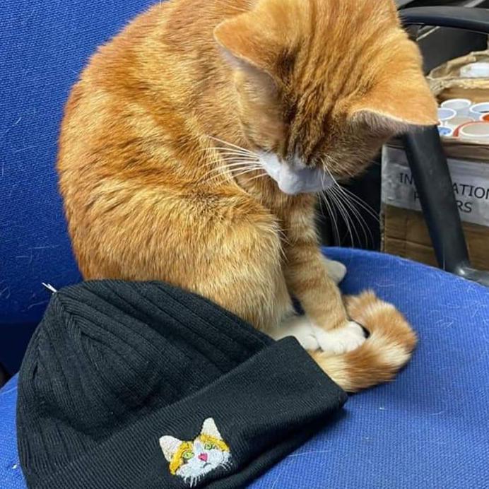 A ginger and white cat sits on a blue chair looking at a black beanie with a cat's face embroidered on it