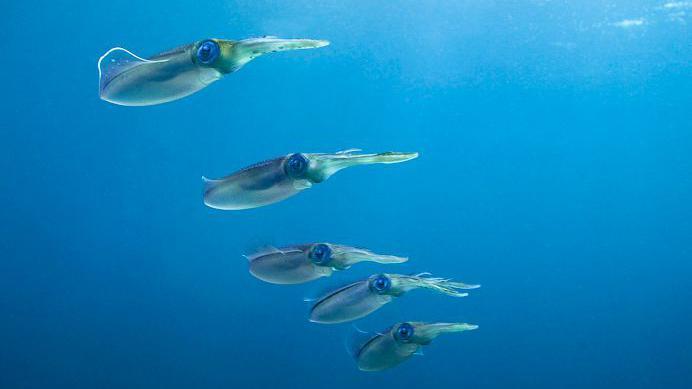 School of squid in the Caribbean.