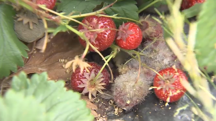 Rotting fruit