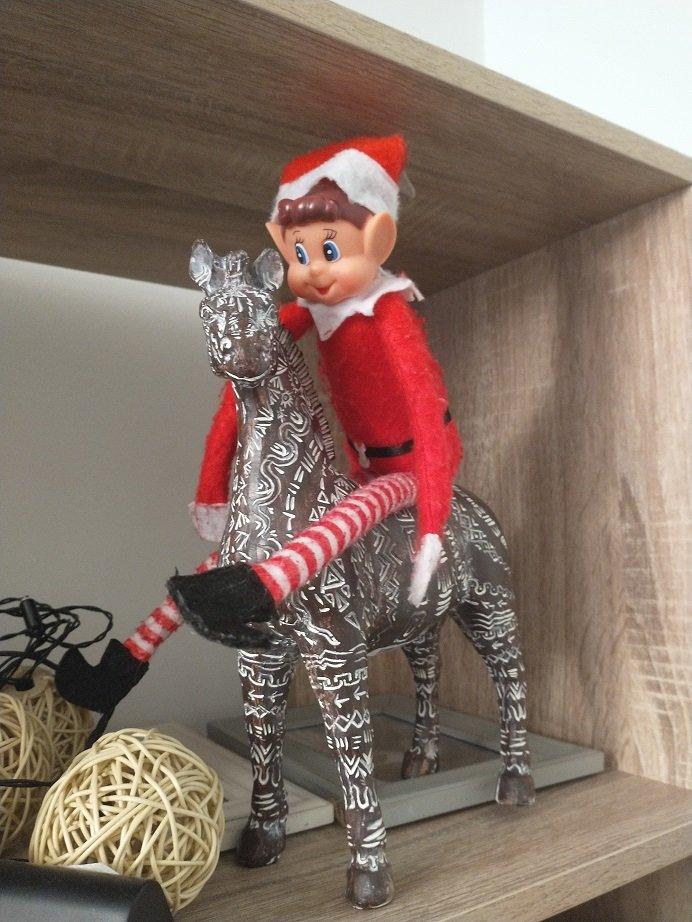 elf on zebra