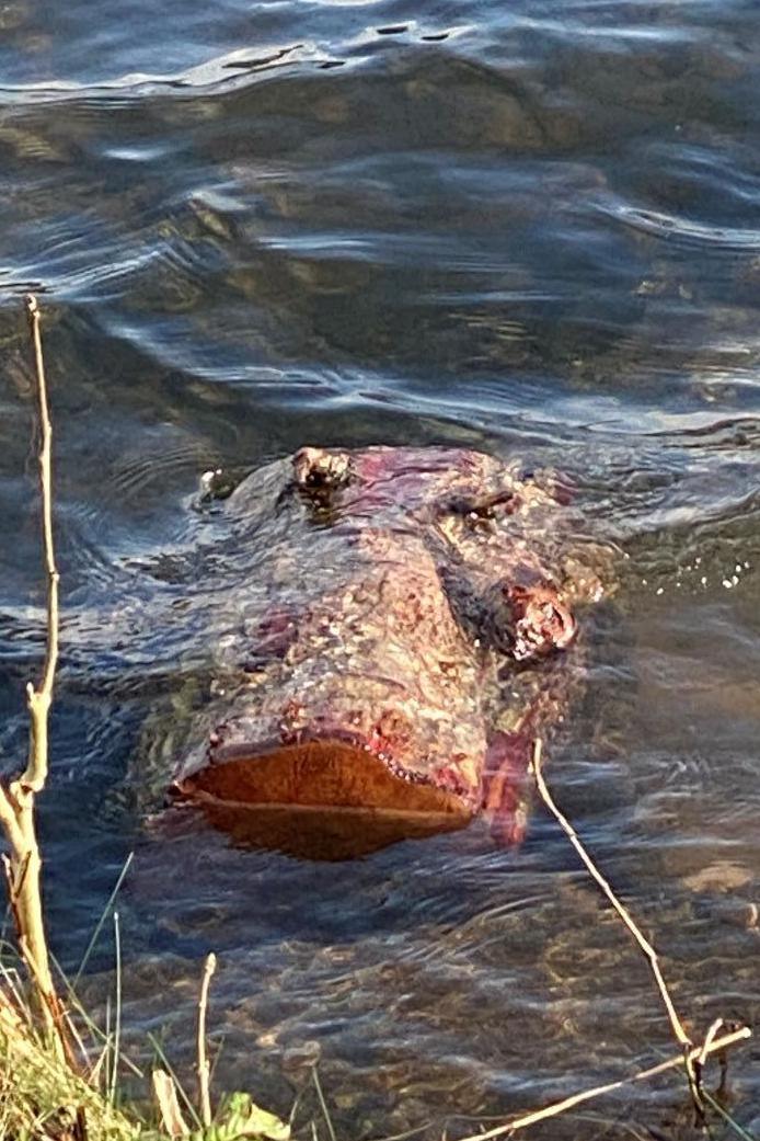 "Crocodile" at the Murdieston Dam, Greenock  