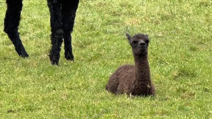 A grey alpaca baby is sitting in the grass looking up at the camera.