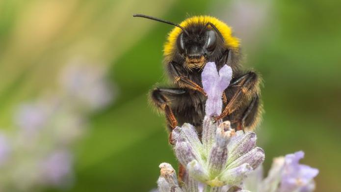 Bee pollinating flower 