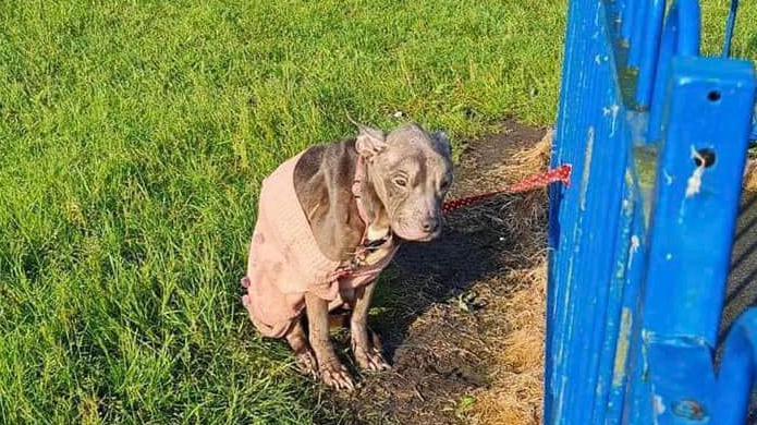 Luna, abandoned and tied to some blue railings at a park in Wigan