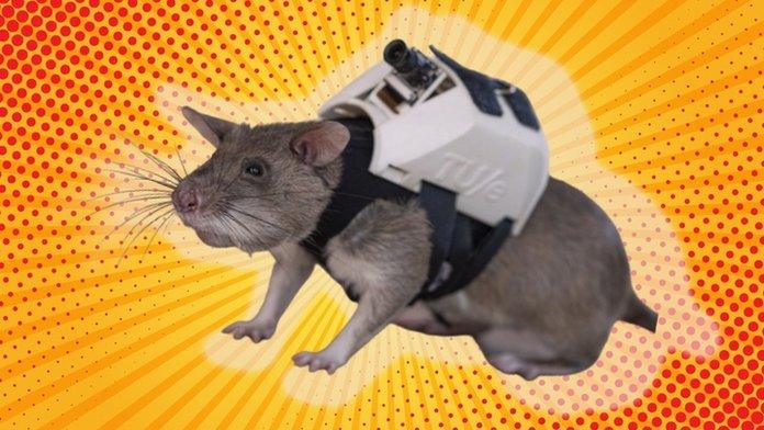 rat with backpack