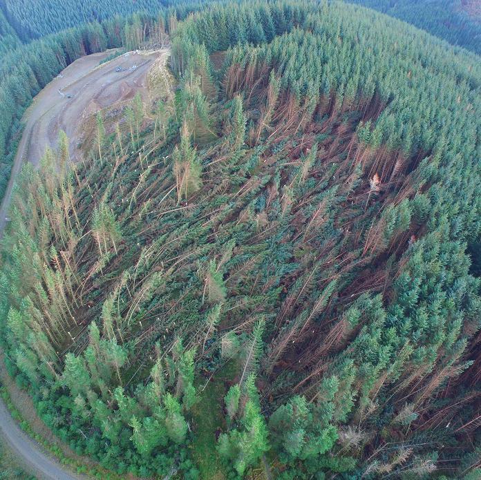 Damage to forestry in Glentress in the Scottish Borders