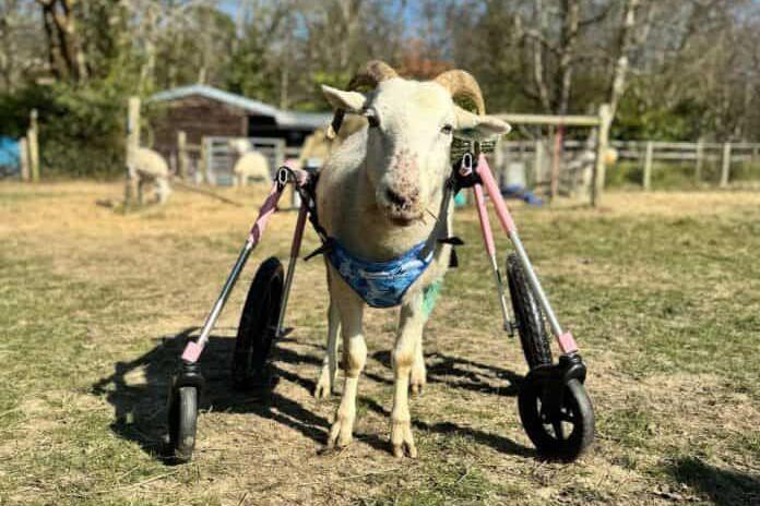 Hope the Wiltshire horn sheep standing in a field with her wheelchair