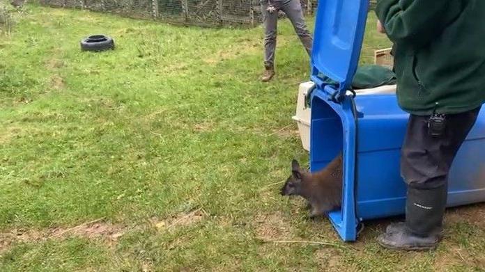 A brown wallaby coming out of a blue wheelie bin. There is a member of staff holding the lid open and wearing a green fleece with black trousers and boots. 