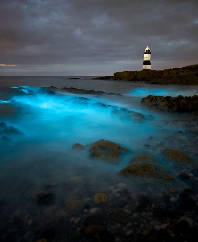 Bioluminescence on Anglesey