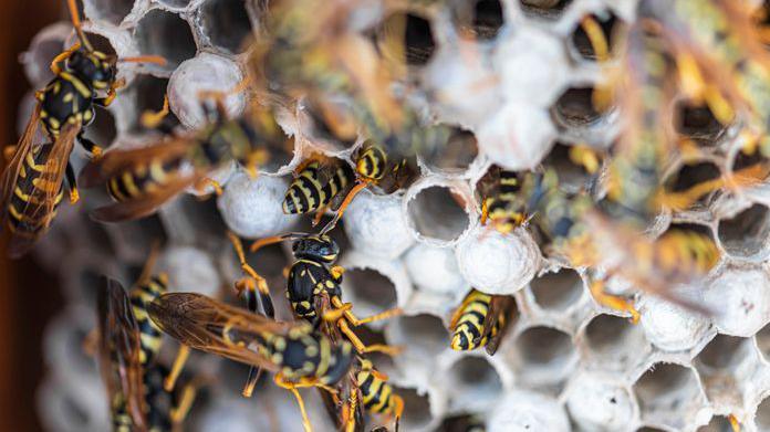 Wasps in a nest.