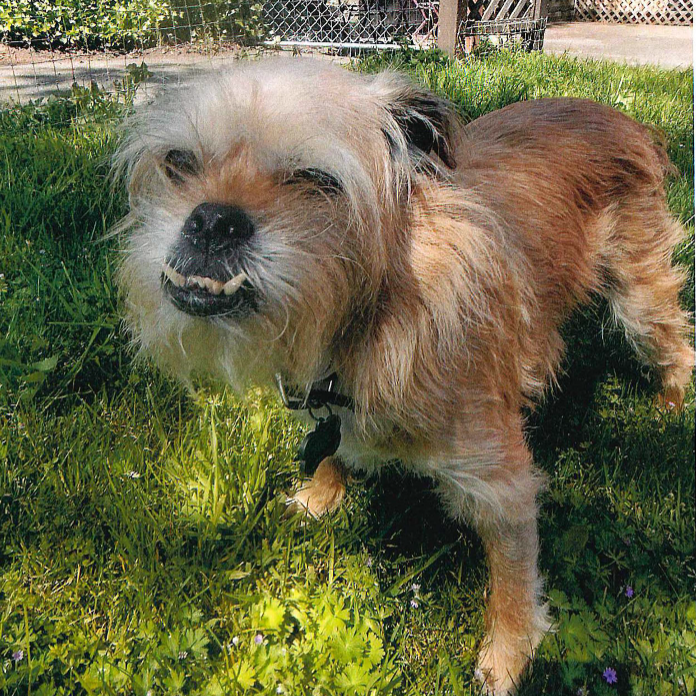 Freddie Mercury, a terrier dog with huge protruding lower teeth