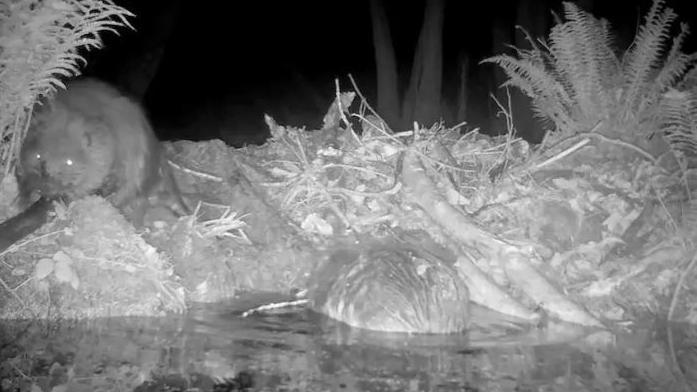 Two beavers photographed at night building a dam on the Holnicote Estate.