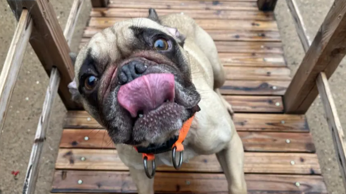 A French bulldog looks up at the camera.  Its tongue is curled up towards its nose