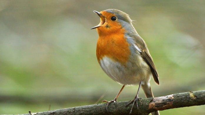 Robin